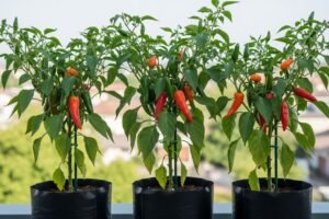 Panduan Menanam Cabe di Polybag untuk Pemula (Anti Gagal)