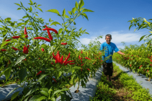 Jadwal Pemupukan Cabe Lengkap per Minggu (Dari Tanam hingga Panen)