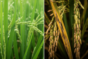 Cara Mengatasi Penyakit Kresek (Hawar Daun Bakteri) pada Padi