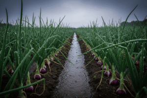 Tips Pemupukan Bawang Merah di Musim Hujan agar Tidak Gagal Panen