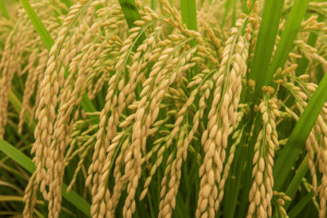 Cara Ampuh Agar Padi Beranak Banyak dan Produktif