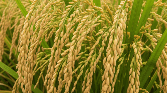 Cara Ampuh Agar Padi Beranak Banyak dan Produktif