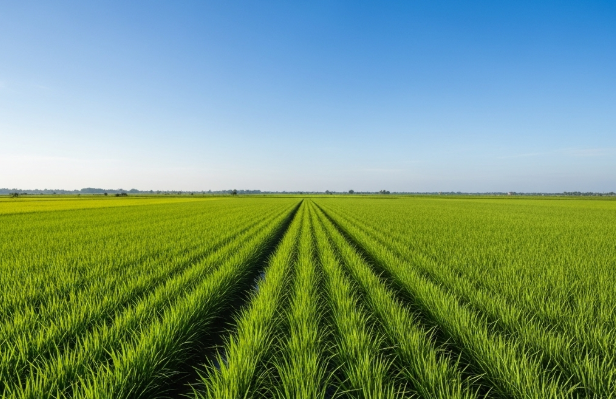 Sistem tanam jajar legowo padi