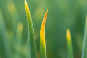 Mengapa Ujung Daun Bawang Merah Kuning? Ini Penyebab & Solusinya