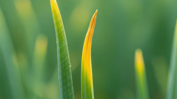 Mengapa Ujung Daun Bawang Merah Kuning? Ini Penyebab & Solusinya