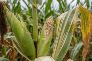 Cara Mencegah & Mengatasi Penyakit Bulai pada Tanaman Jagung