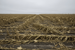 Mengatasi Busuk Batang Jagung dengan Nutrisi & Perbaikan Tanah