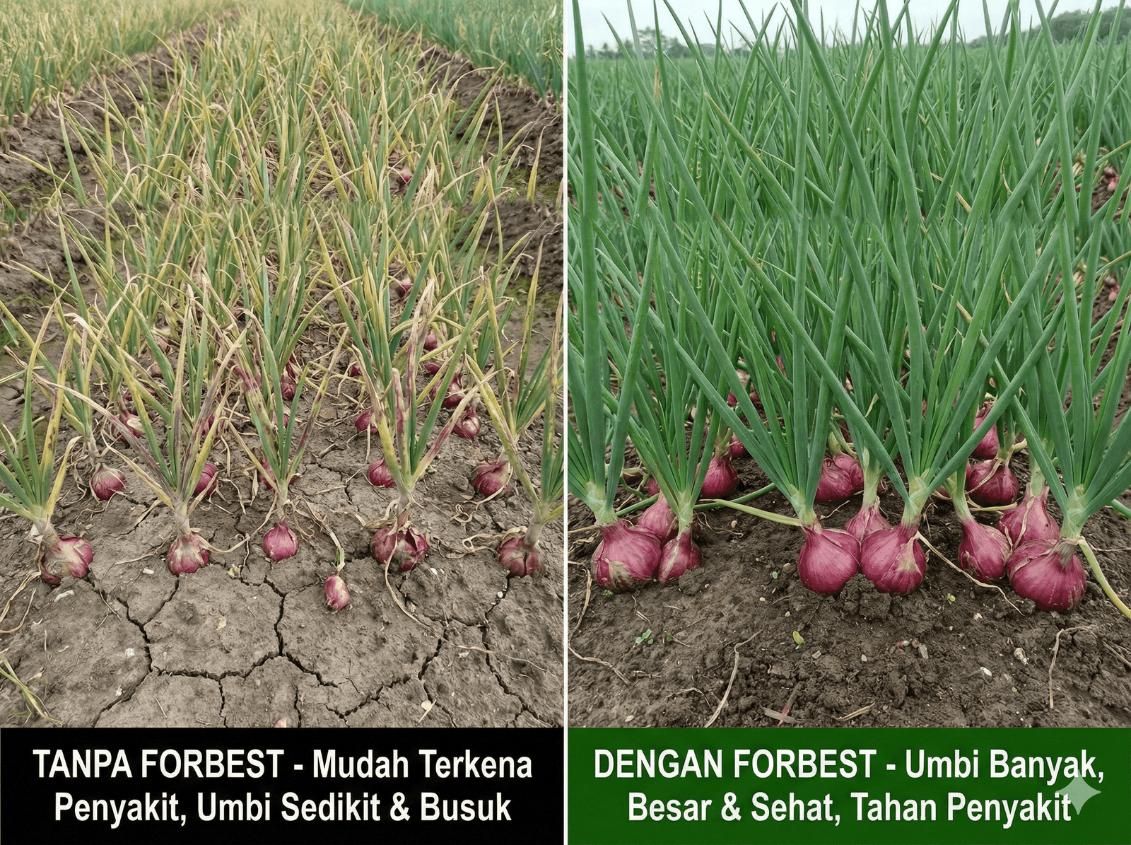 Amankan Hasil Panen dengan Forbest