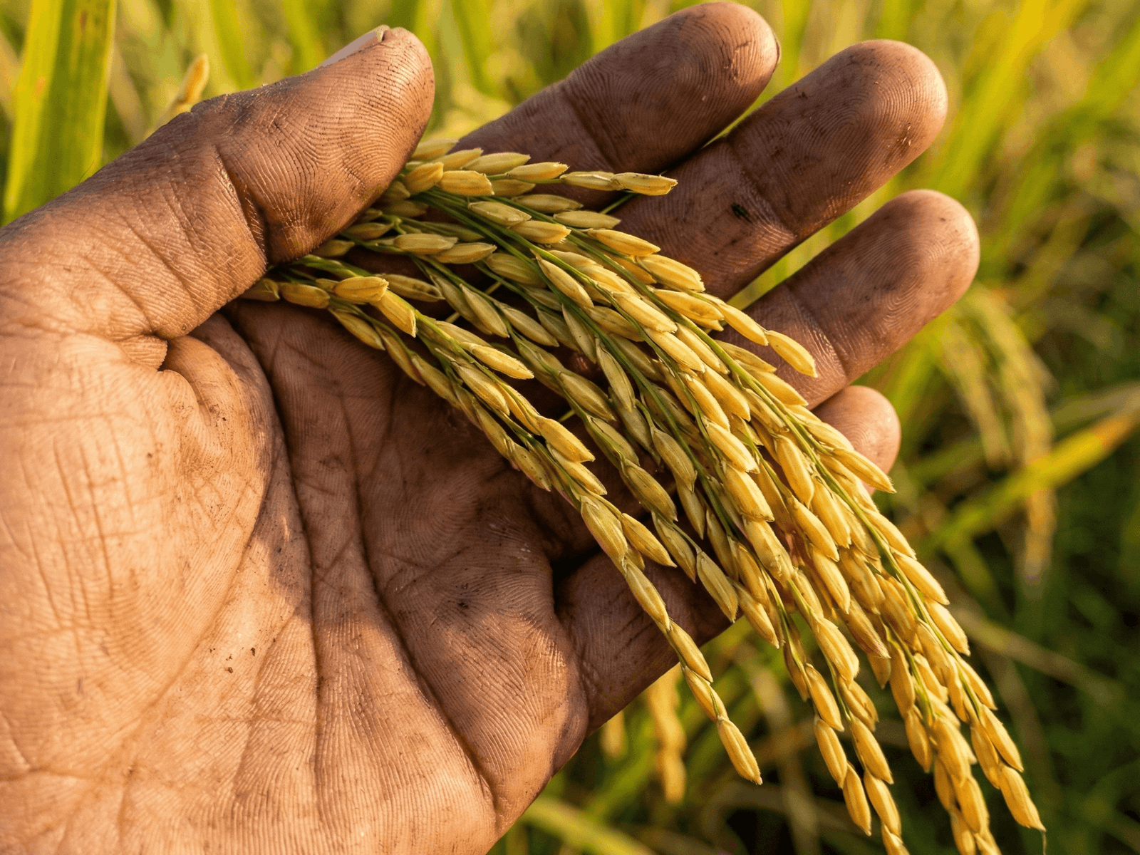 Amankan Masa Depan Sawah Anda Bersama Toko Bestari