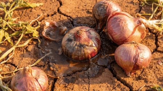 Dataran Rendah Tanam Bawang Pakai Forbest Anti Busuk Rontok