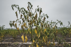Layu Fusarium Saat Musim Pancaroba Atasi Dengan Forbest
