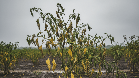 Layu Fusarium Saat Musim Pancaroba Atasi Dengan Forbest