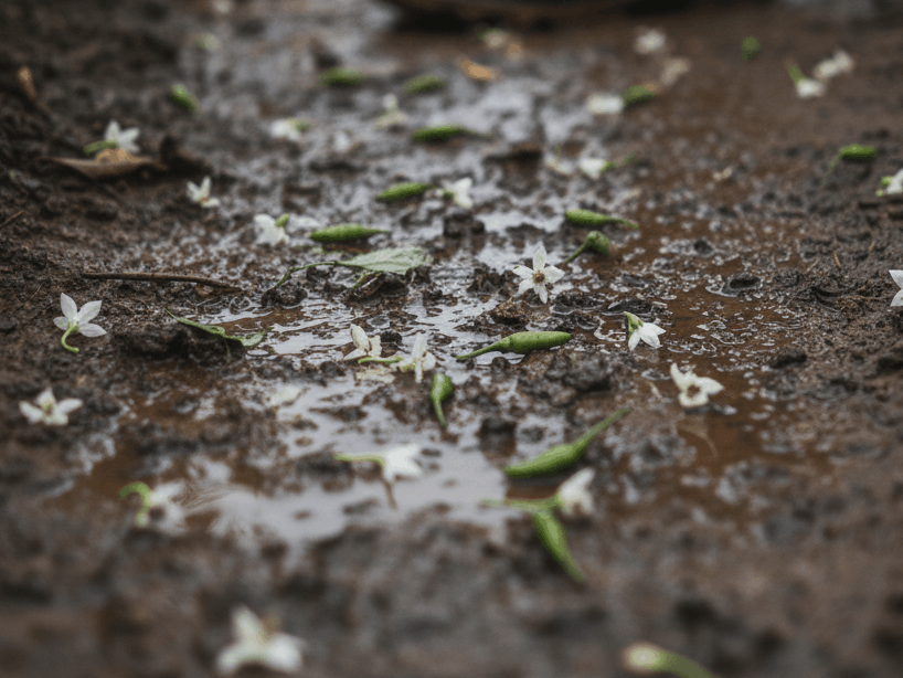 Masalah Utama Mengapa Panen Cabe Tidak Maksimal