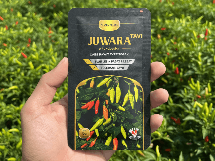 Panen Cabe Melimpah Bersama Toko Bestari