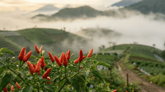 Patek dan Layu Fusarium Sembuh Total Berkat Pupuk Forbest