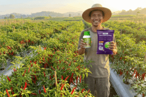 Pupuk Buah Berkualitas Forbest Ritrina Rahasia Petani Sukses