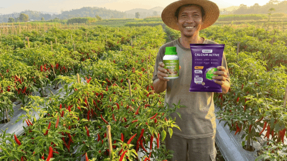 Pupuk Buah Berkualitas Forbest Ritrina Rahasia Petani Sukses