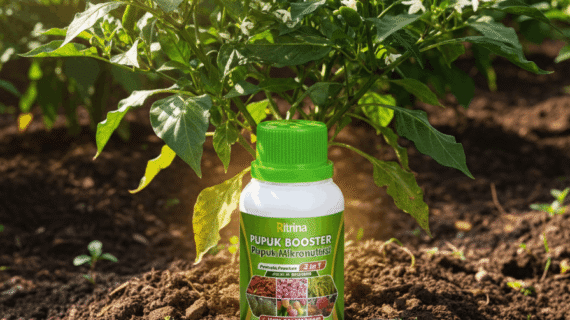 Pupuk Buah Ritrina Tingkatkan Tonase Panen Cabe Anti Rontok
