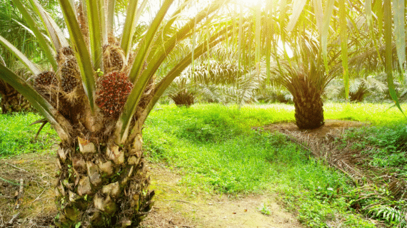 Pupuk Sawit Terbaik Forbest Bikin Batang Kuat Dan Panen Berlimpah