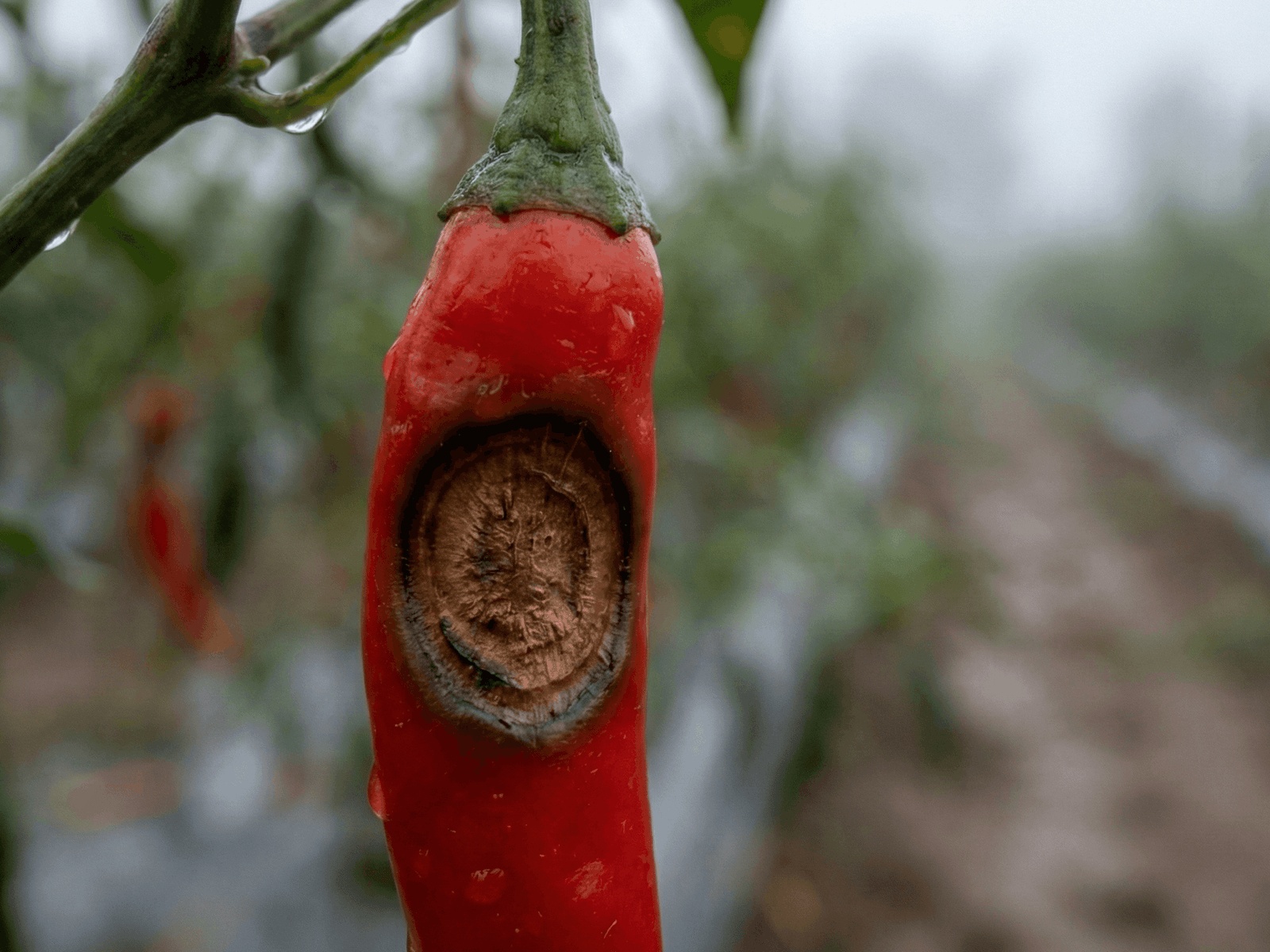 Rahasia Forbest Mengatasi Patek dan Layu Fusarium di Dataran Tinggi