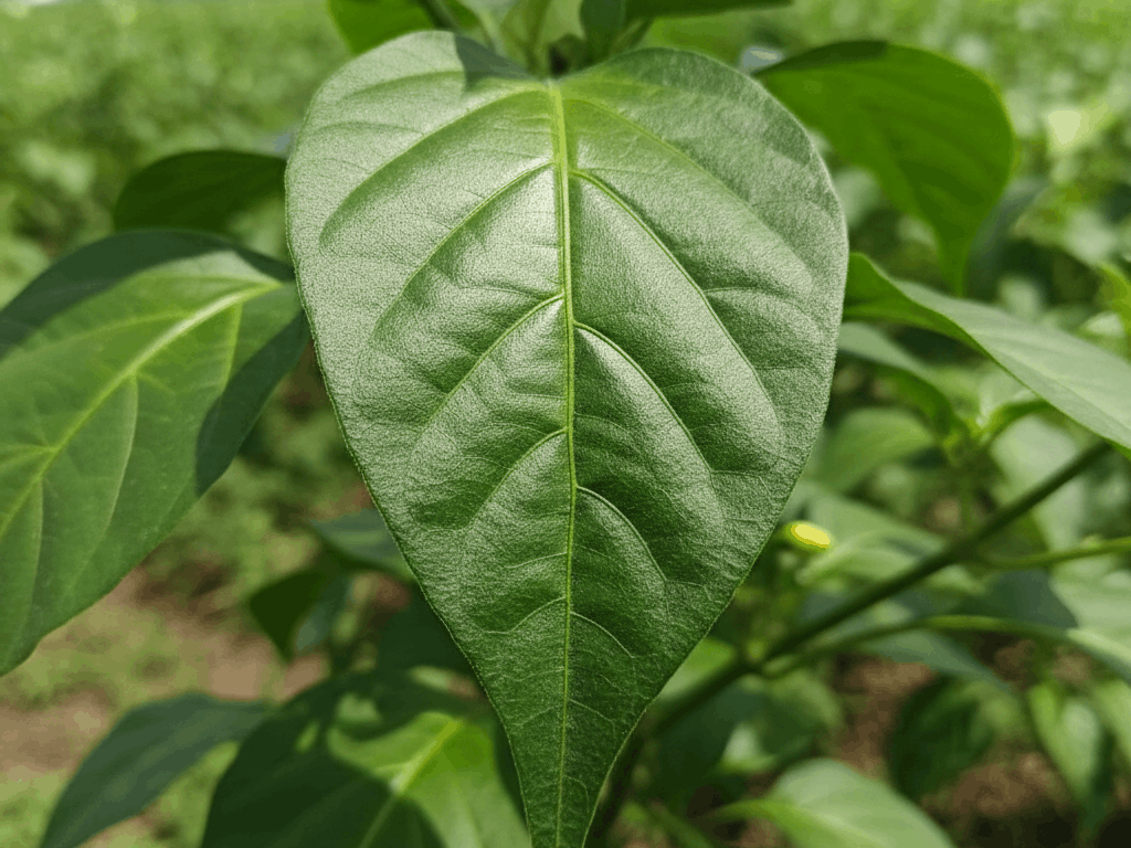 Struktur Daun Cabe yang Lebih Tangguh