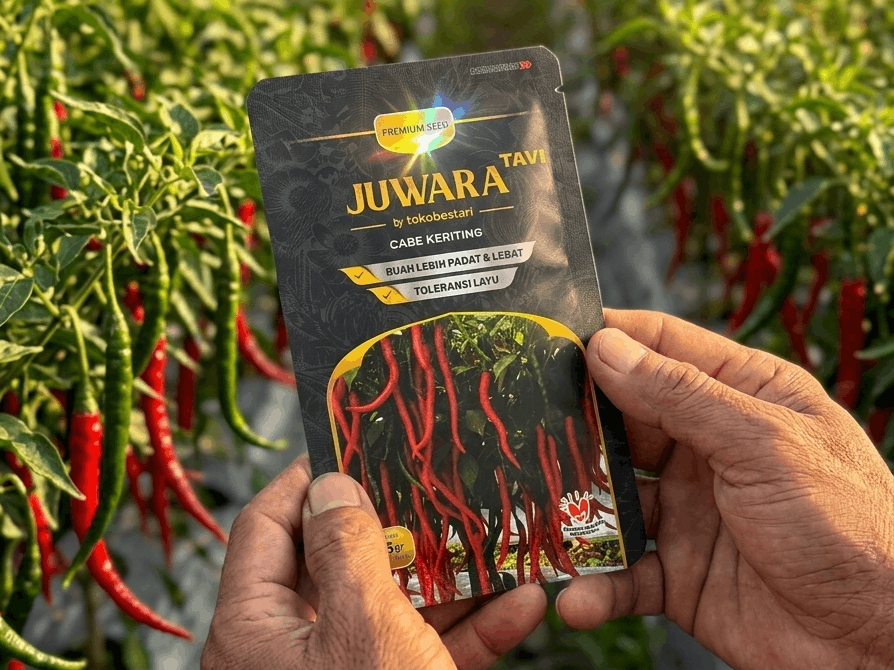 Alasan Benih Cabe Keriting Juwara Tavi Jauh Lebih Hemat