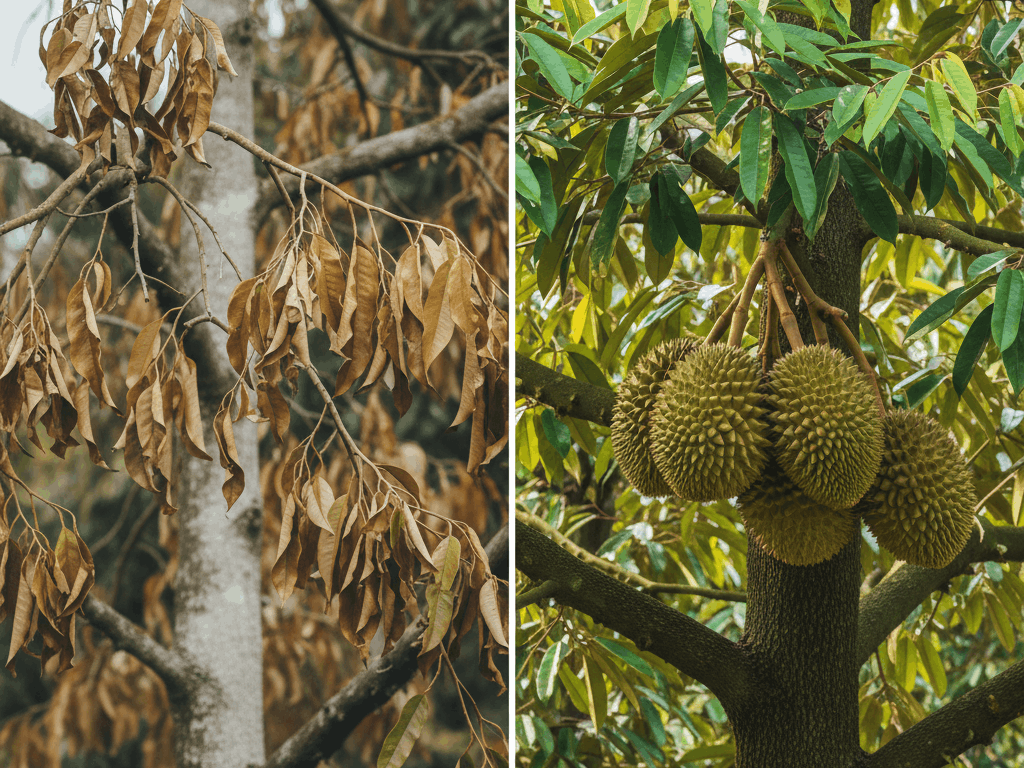 Bahaya Layu Fusarium Saat Musim Pancaroba Melanda
