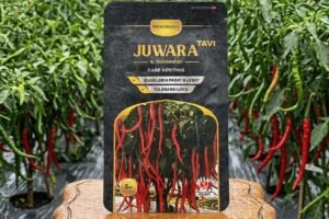 Benih Cabe Juwara Tavi Spesialis Musim Hujan Bebas Layu