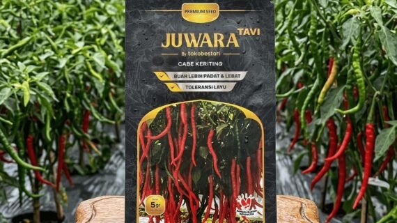 Benih Cabe Juwara Tavi Spesialis Musim Hujan Bebas Layu