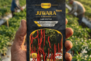 Benih Cabe Keriting Juwara Tavi Benih Unggul Tahan Penyakit