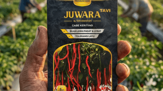 Benih Cabe Keriting Juwara Tavi Benih Unggul Tahan Penyakit