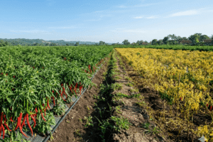 CMK Tavi Juwara Tavi Spesialis Tahan Virus Gemini Hasil Jos