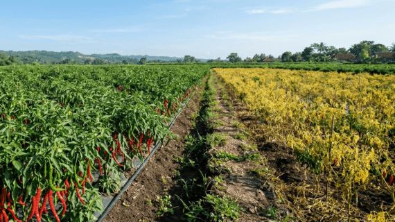 CMK Tavi Juwara Tavi Spesialis Tahan Virus Gemini Hasil Jos