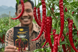 Cabai Juwara Tavi Benih Unggul Cegah Patek Irit Biaya Tanam