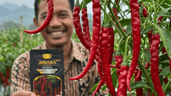 Cabai Juwara Tavi Benih Unggul Cegah Patek Irit Biaya Tanam