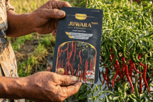 Cabe Keriting Juwara Tavi Benih Tahan Virus Hasil Melimpah