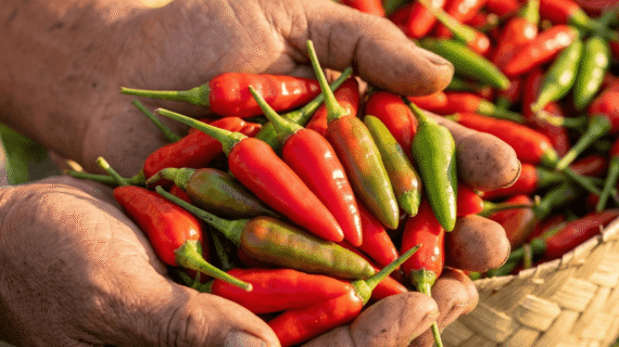 Cabe Rawit Juwara Tavi Benih Pilihan Panen Lebat Dan Padat