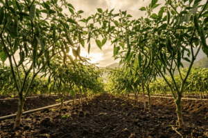 Harga Pupuk Forbest dan Ritrina Promo Paket Anti Rontok