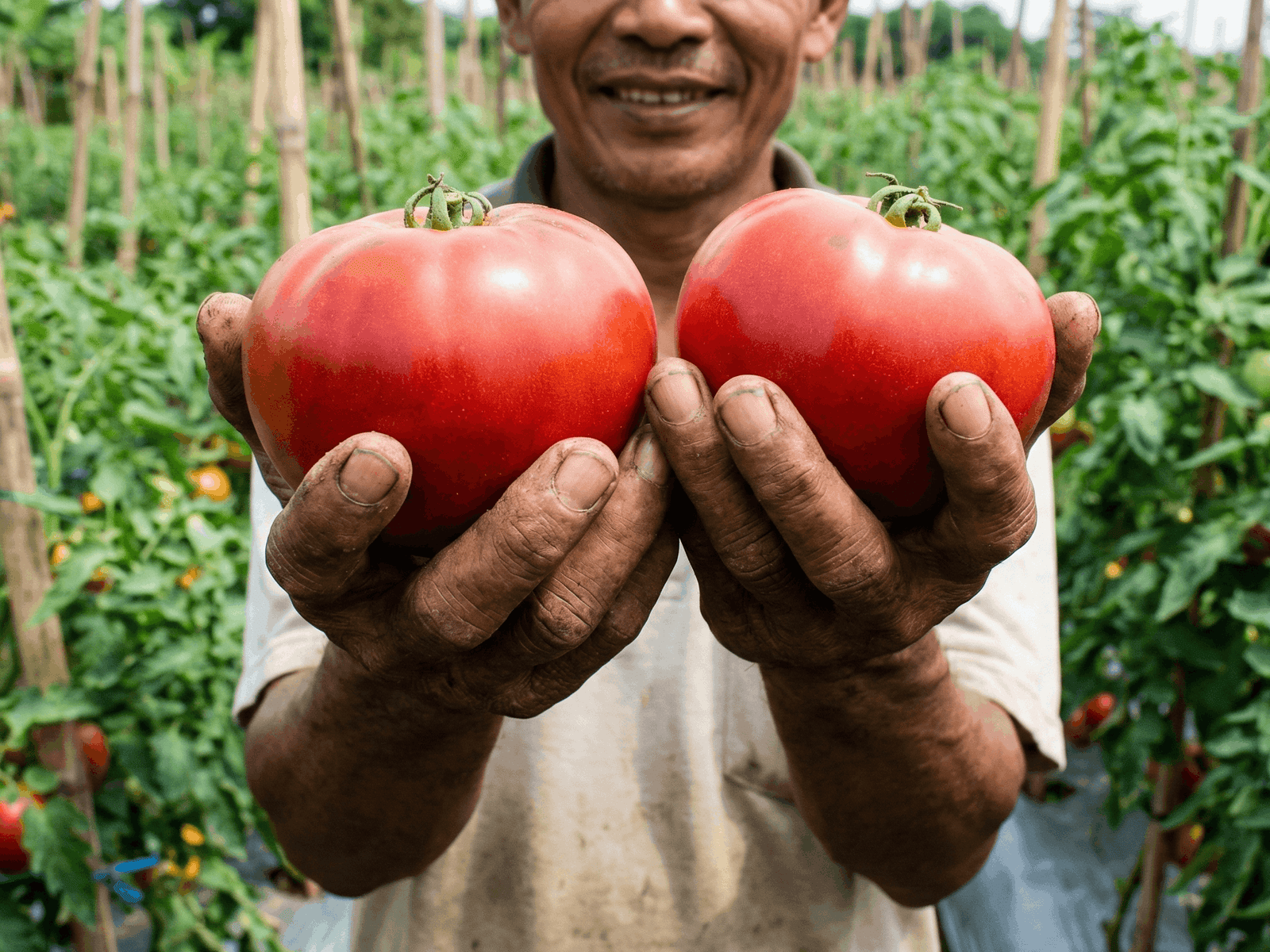 Keunggulan Menggunakan Forbest untuk Hasil Panen Berlipat Ganda
