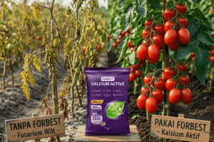 Layu Fusarium dan Bakteri Tomat Musnah Pakai Forbest