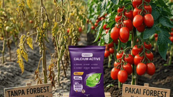Layu Fusarium dan Bakteri Tomat Musnah Pakai Forbest