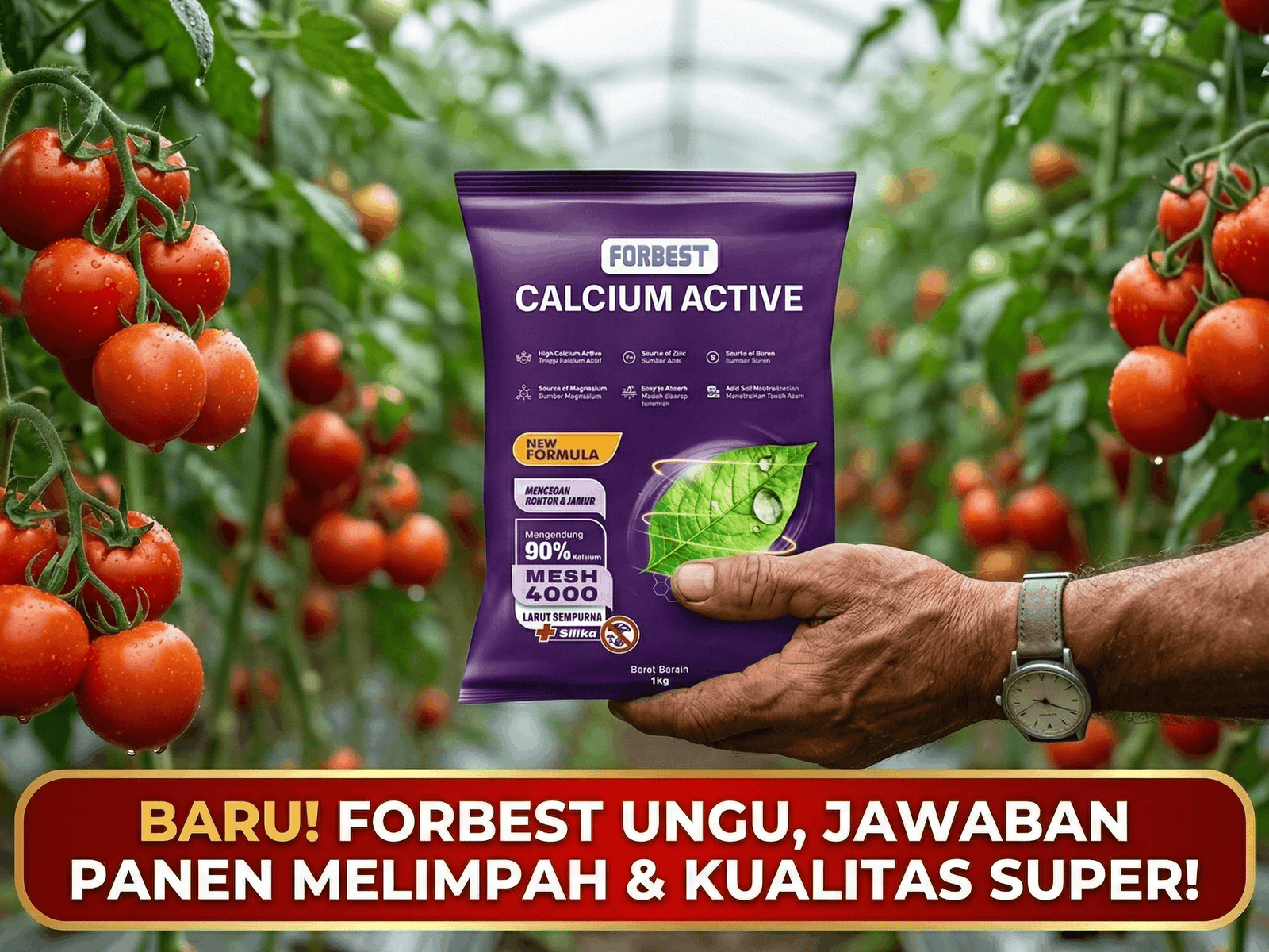 Mengapa Petani Tomat Sayur Wajib Waspada Saat Musim Hujan di Indonesia
