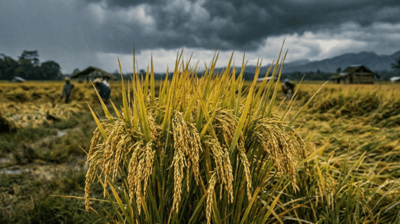 Panen Raya Sukses Forbest Cegah Padi Rebah Kena Angin Hujan