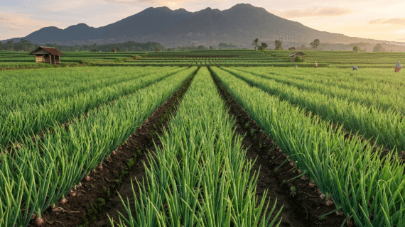 Pupuk Bawang Pencegah Layu Fusarium Terbaik Pilih Forbest