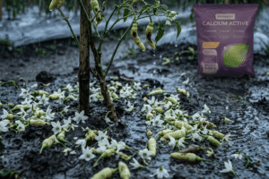 Pupuk Pelebat Buah Cabe dan Anti Rontok Terbaik Dari Forbest