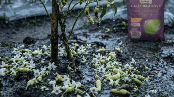 Pupuk Pelebat Buah Cabe dan Anti Rontok Terbaik Dari Forbest