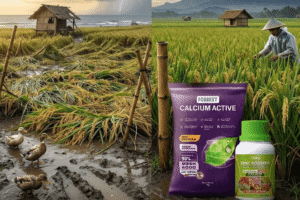 Pupuk Tanaman Paket Lengkap Cegah Rebah dan Panen Maksimal