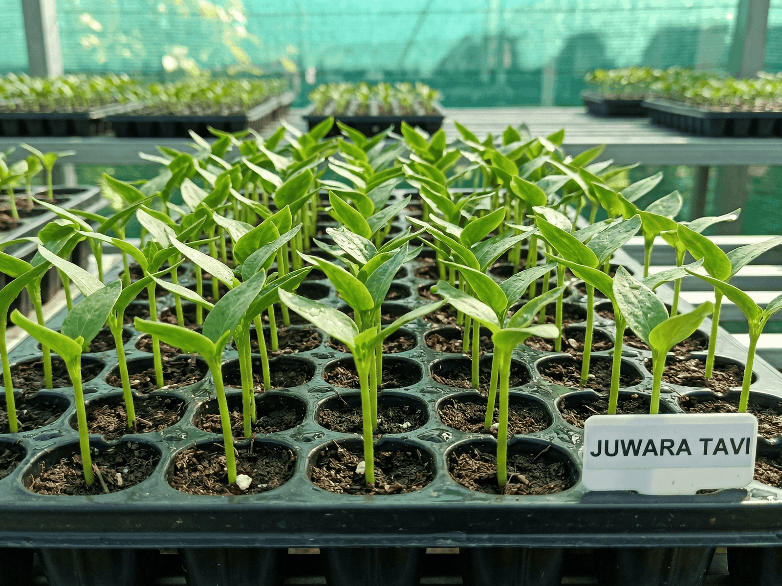 Rahasia Perawatan Cabe Rawit agar Berbuah Lebat dan Padat