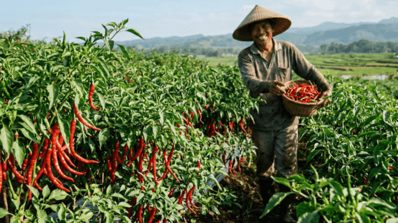 Rekomendasi Benih Cabe Keriting Unggul Tahan Penyakit Terbaik