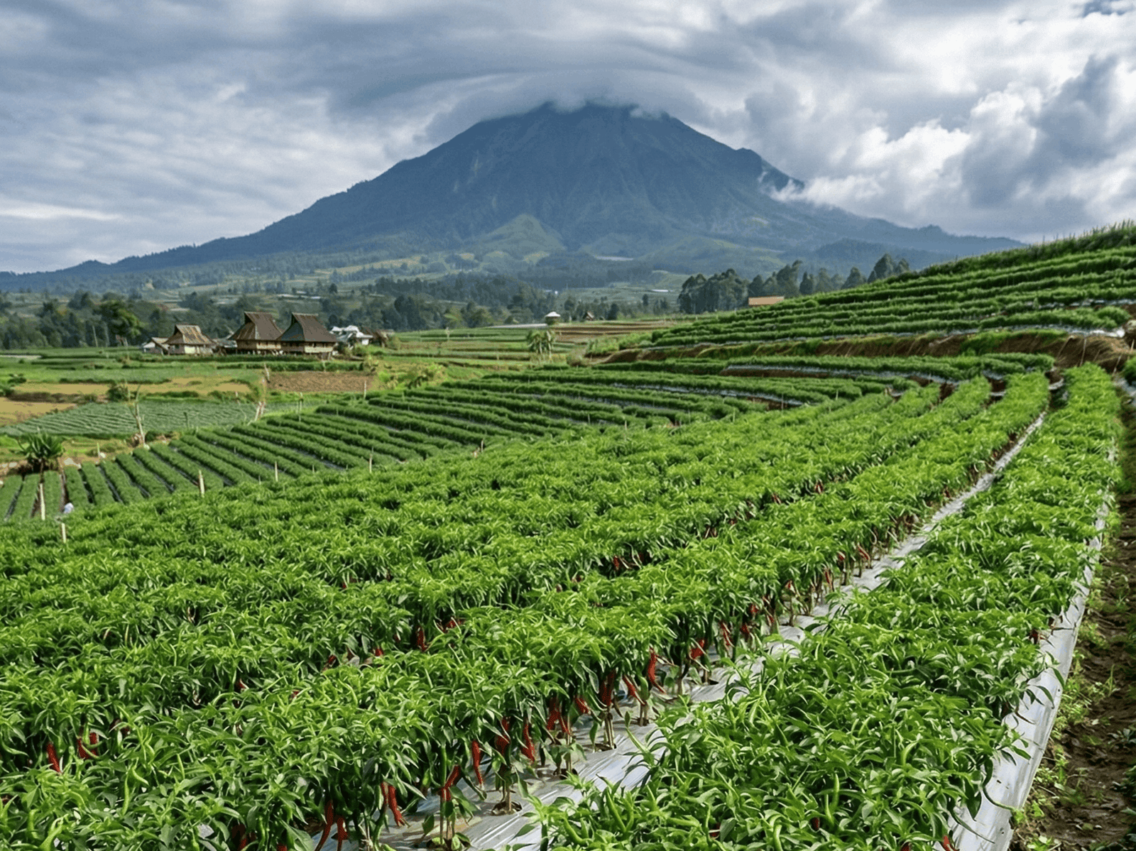 Strategi Memaksimalkan Hasil Panen Benih Cabe Keriting di Musim Hujan